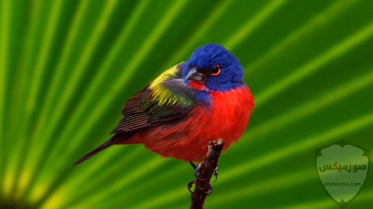 اجمل الصور عصافيرخلفيات عصافير ملونةخلفيات عصافير متحركةاجمل الصور العصافير الكناري 10