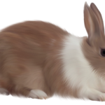 ارانب 2019 معلومات كاملة عن الأرانب صور ميكس 1