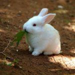 ارانب 2019 معلومات كاملة عن الأرانب صور ميكس 10