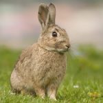 ارانب 2019 معلومات كاملة عن الأرانب صور ميكس 14