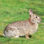 ارانب 2019 معلومات كاملة عن الأرانب صور ميكس 25