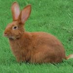 ارانب 2019 معلومات كاملة عن الأرانب صور ميكس 9