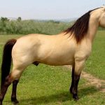 حصان 2019 أنواع الحصان ومعلومات كاملة صور ميكس 1