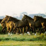 حصان 2019 أنواع الحصان ومعلومات كاملة صور ميكس 10