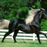 حصان 2019 أنواع الحصان ومعلومات كاملة صور ميكس 11