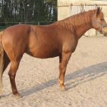 حصان 2019 أنواع الحصان ومعلومات كاملة صور ميكس 12