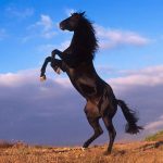 حصان 2019 أنواع الحصان ومعلومات كاملة صور ميكس 13