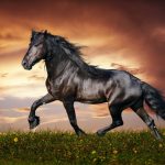 حصان 2019 أنواع الحصان ومعلومات كاملة صور ميكس 14