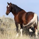 حصان 2019 أنواع الحصان ومعلومات كاملة صور ميكس 15