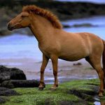 حصان 2019 أنواع الحصان ومعلومات كاملة صور ميكس 17