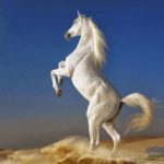 حصان 2019 أنواع الحصان ومعلومات كاملة صور ميكس 18