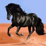 حصان 2019 أنواع الحصان ومعلومات كاملة صور ميكس 19