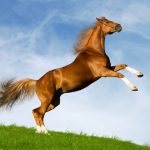 حصان 2019 أنواع الحصان ومعلومات كاملة صور ميكس 2