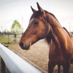 حصان 2019 أنواع الحصان ومعلومات كاملة صور ميكس 20