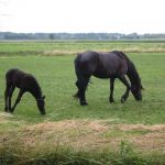 حصان 2019 أنواع الحصان ومعلومات كاملة صور ميكس 21