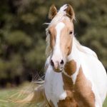 حصان 2019 أنواع الحصان ومعلومات كاملة صور ميكس 22