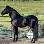 حصان 2019 أنواع الحصان ومعلومات كاملة صور ميكس 23
