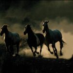 حصان 2019 أنواع الحصان ومعلومات كاملة صور ميكس 24