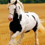 حصان 2019 أنواع الحصان ومعلومات كاملة صور ميكس 25