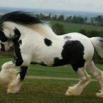 حصان 2019 أنواع الحصان ومعلومات كاملة صور ميكس 27