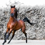 حصان 2019 أنواع الحصان ومعلومات كاملة صور ميكس 29