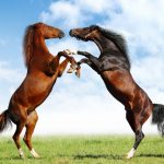 حصان 2019 أنواع الحصان ومعلومات كاملة صور ميكس 3