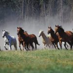حصان 2019 أنواع الحصان ومعلومات كاملة صور ميكس 30