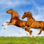حصان 2019 أنواع الحصان ومعلومات كاملة صور ميكس 31