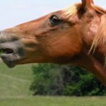 حصان 2019 أنواع الحصان ومعلومات كاملة صور ميكس 32