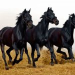حصان 2019 أنواع الحصان ومعلومات كاملة صور ميكس 33