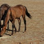 حصان 2019 أنواع الحصان ومعلومات كاملة صور ميكس 34