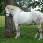 حصان 2019 أنواع الحصان ومعلومات كاملة صور ميكس 35