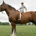 حصان 2019 أنواع الحصان ومعلومات كاملة صور ميكس 36