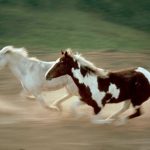 حصان 2019 أنواع الحصان ومعلومات كاملة صور ميكس 38