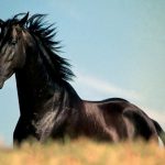 حصان 2019 أنواع الحصان ومعلومات كاملة صور ميكس 4