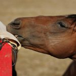 حصان 2019 أنواع الحصان ومعلومات كاملة صور ميكس 40