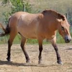 حصان 2019 أنواع الحصان ومعلومات كاملة صور ميكس 41