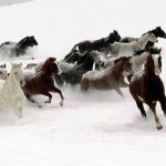 حصان 2019 أنواع الحصان ومعلومات كاملة صور ميكس 42