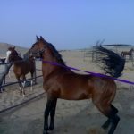 حصان 2019 أنواع الحصان ومعلومات كاملة صور ميكس 43
