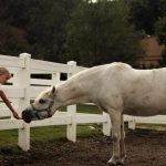 حصان 2019 أنواع الحصان ومعلومات كاملة صور ميكس 44