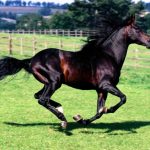 حصان 2019 أنواع الحصان ومعلومات كاملة صور ميكس 45