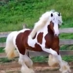 حصان 2019 أنواع الحصان ومعلومات كاملة صور ميكس 5