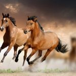 حصان 2019 أنواع الحصان ومعلومات كاملة صور ميكس 6