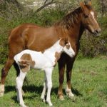 حصان 2019 أنواع الحصان ومعلومات كاملة صور ميكس 7