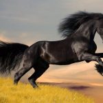 حصان 2019 أنواع الحصان ومعلومات كاملة صور ميكس 8