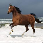حصان 2019 أنواع الحصان ومعلومات كاملة صور ميكس 9