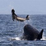 حوت ومعلومات كاملة عن حياة الحوت صور ميكس 10
