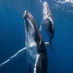 حوت ومعلومات كاملة عن حياة الحوت صور ميكس 11