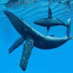 حوت ومعلومات كاملة عن حياة الحوت صور ميكس 12