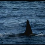 حوت ومعلومات كاملة عن حياة الحوت صور ميكس 15